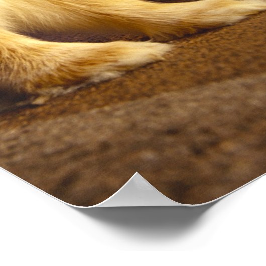 亀とウサギ ポスター (角)