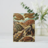 亀と亀 ポストカード (スタンド正面)