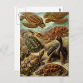 亀と亀 ポストカード (正面/裏面)