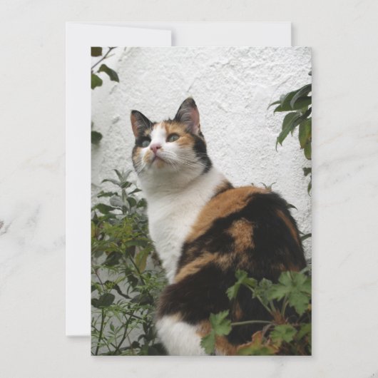 亀と白猫 (正面)