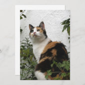 亀と白猫 (正面/裏面)