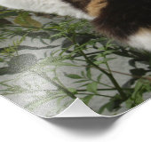 亀と白猫 フォトプリント            (角)