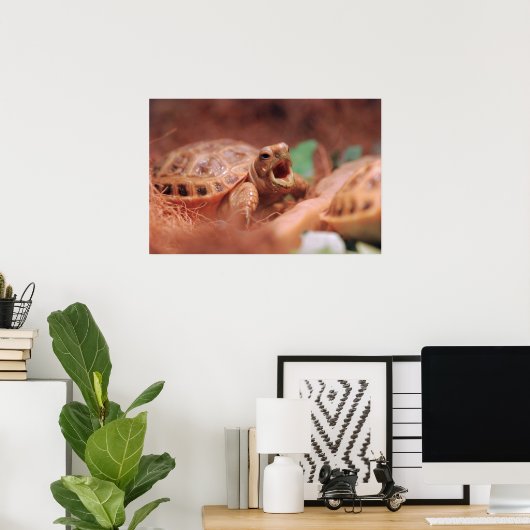 亀のポスター ポスター (ホームオフィス)