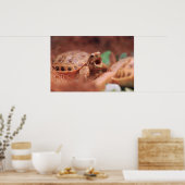 亀のポスター ポスター (キッチン)