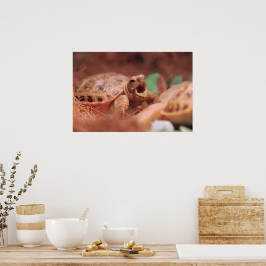 亀のポスター ポスター (キッチン)