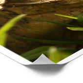 亀のポスター ポスター (角)