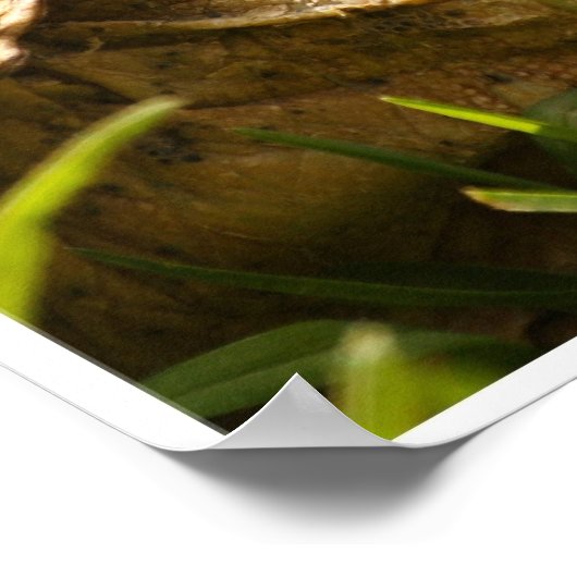 亀のポスター ポスター (角)