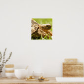 亀のポスター ポスター (キッチン)