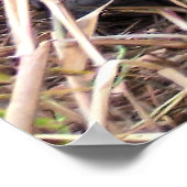 亀のポートレート ポスター (角)