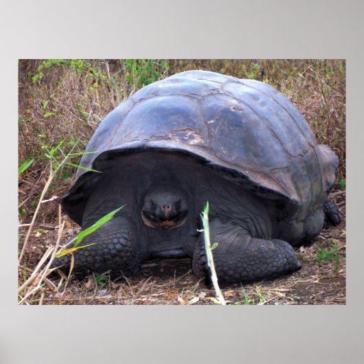 亀のポートレート ポスター (正面)