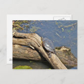 亀の休日 ポストカード (正面/裏面)