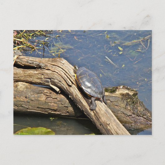 亀の休日 ポストカード (正面)