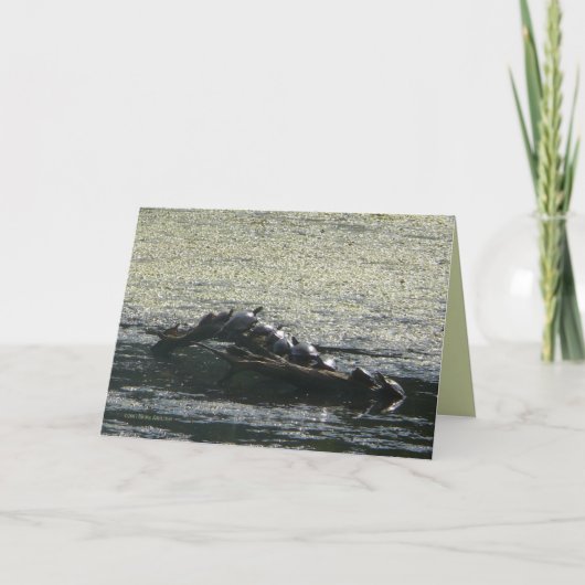 亀の回り カード (正面)