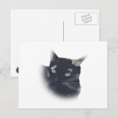 亀の子猫顔葉書 ポストカード (正面/裏面)