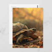 亀の子 ポストカード (正面/裏面)