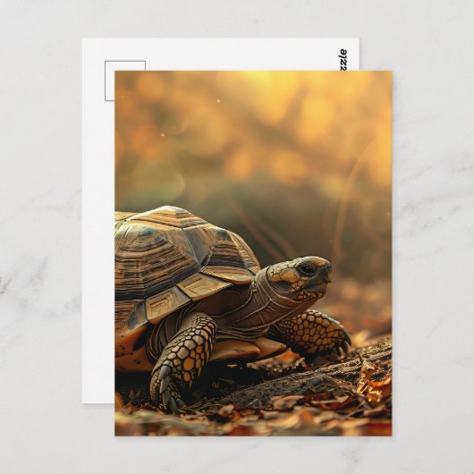 亀の子 ポストカード (正面/裏面)