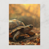 亀の子 ポストカード (正面)