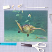 亀の海水魚写真 薄葉紙 (クラフト)