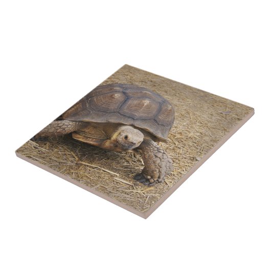 亀の甲羅の亀が野生生物の写真を野生化 タイル (側面)
