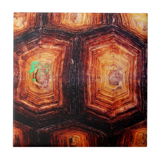 亀の甲 タイル (正面)