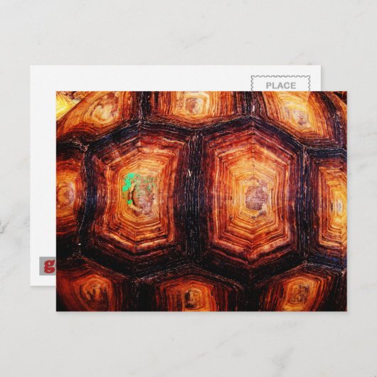 亀の甲 ポストカード (正面/裏面)