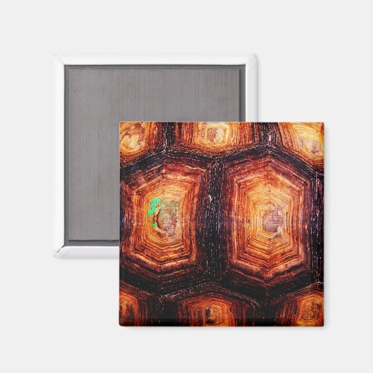 亀の甲 マグネット (正面/裏面)