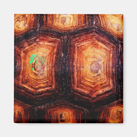 亀の甲 マグネット (正面)