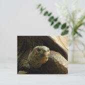 亀の葉書 ポストカード (スタンド正面)