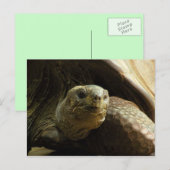 亀の葉書 ポストカード (正面/裏面)