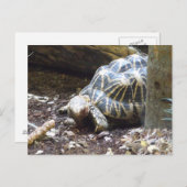 亀はがき ポストカード (正面/裏面)