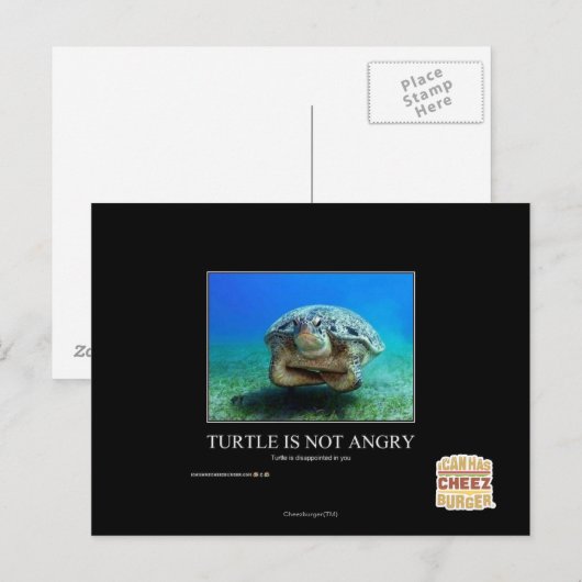 亀は怒ない ポストカード (正面/裏面)