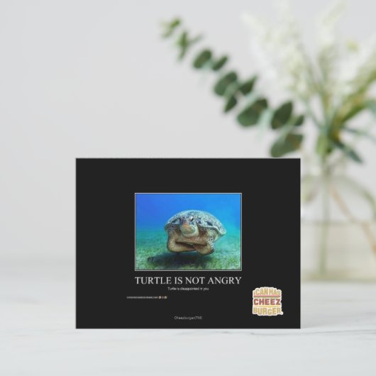 亀は怒ない ポストカード (スタンド正面)