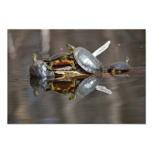 亀押し付け フォトプリント            (正面)