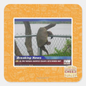 亀甲亀 スクエアシール (正面)