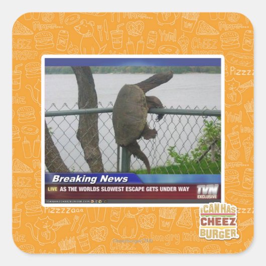 亀甲亀 スクエアシール (正面)