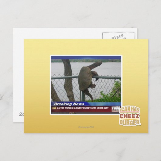 亀甲亀 ポストカード (正面/裏面)