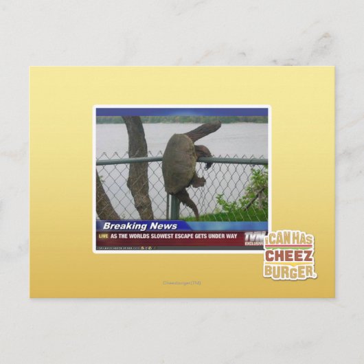 亀甲亀 ポストカード (正面)