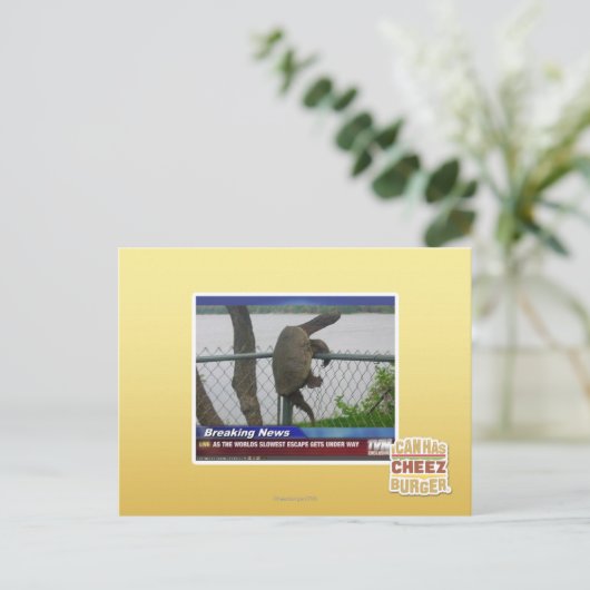 亀甲亀 ポストカード (スタンド正面)