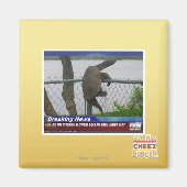 亀甲亀 マグネット (正面)