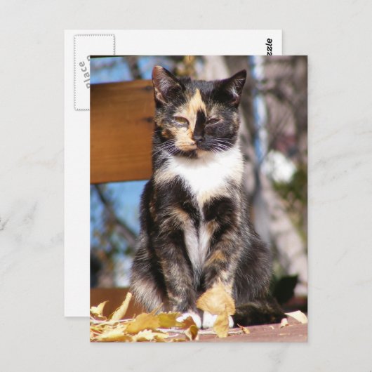 亀甲子猫1 ポストカード (正面/裏面)