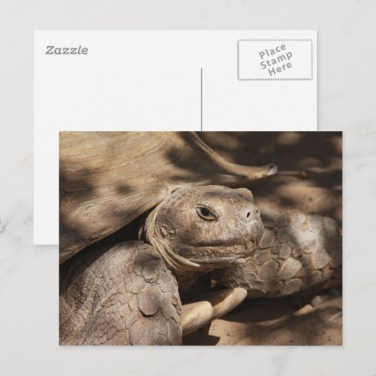 亀製はがき ポストカード (正面/裏面)