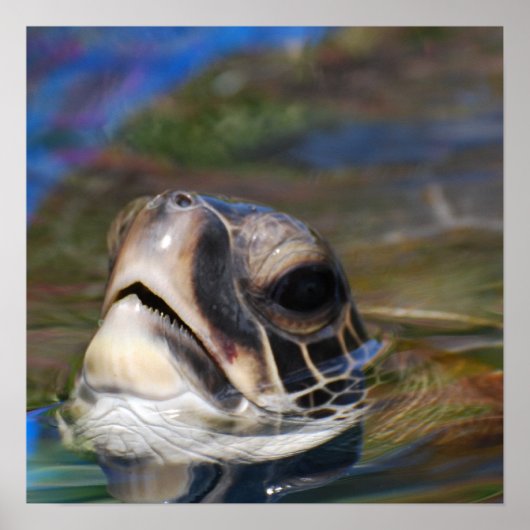 亀頭 ポスター (正面)