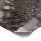 亀食べ物のニンジン ポスター (角)