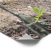 亀2 ポスター (角)