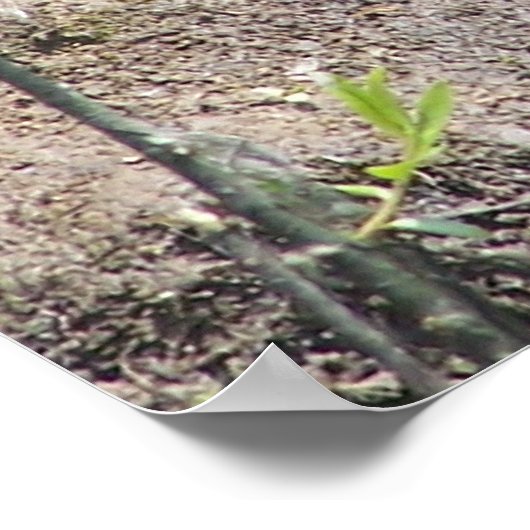 亀2 ポスター (角)