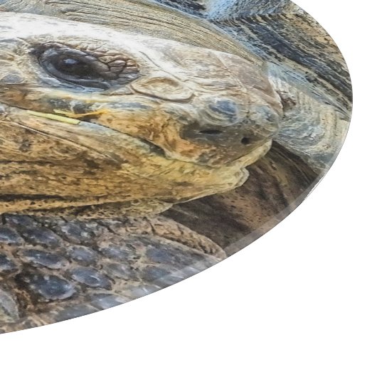 亀 カッティングボード (角)