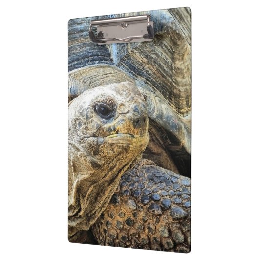 亀 クリップボード (左)