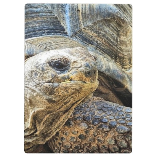 亀 クリップボード (裏面)