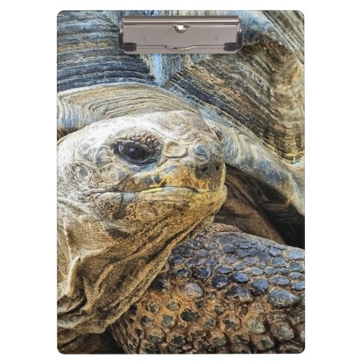 亀 クリップボード (正面)