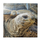 亀 タイル (正面)